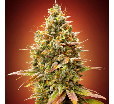 Полуничний Банан (Auto.Fem.) 1 шт. (лімітована серія!) / Strawberry Banana 2026 